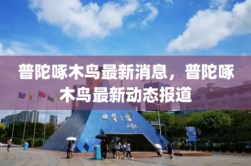 普陀啄木鳥最新消息，普陀啄木鳥最新動(dòng)態(tài)報(bào)道